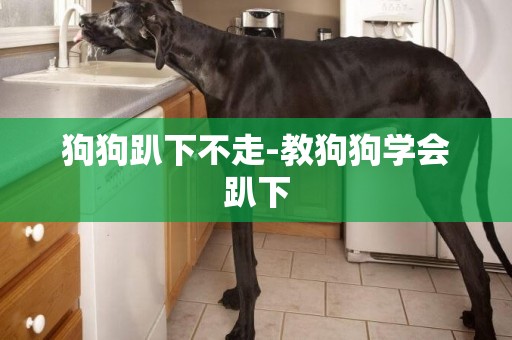 狗狗趴下不走-教狗狗學會趴下