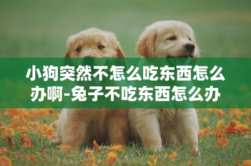 小狗突然不怎么吃東西怎么辦啊-兔子不吃東西怎么辦