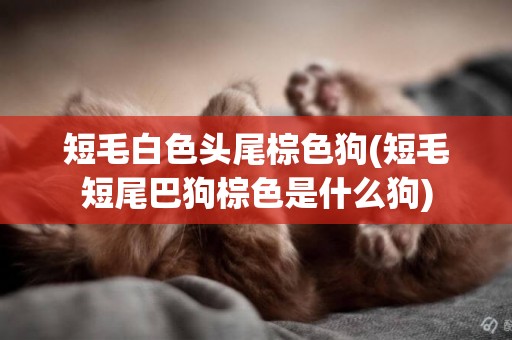 短毛白色頭尾棕色狗(短毛短尾巴狗棕色是什么狗)