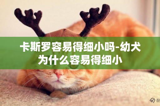 卡斯羅容易得細小嗎-幼犬為什么容易得細小