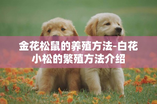 金花松鼠的養殖方法-白花小松的繁殖方法介紹