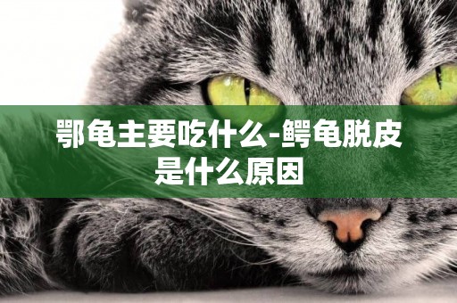 鄂龜主要吃什么-鱷龜脫皮是什么原因