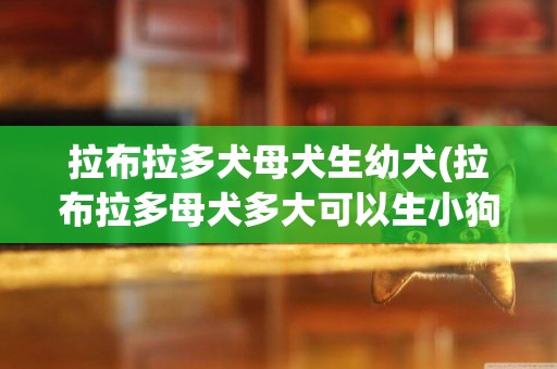 拉布拉多犬母犬生幼犬(拉布拉多母犬多大可以生小狗)