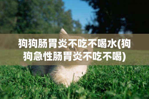 狗狗腸胃炎不吃不喝水(狗狗急性腸胃炎不吃不喝)