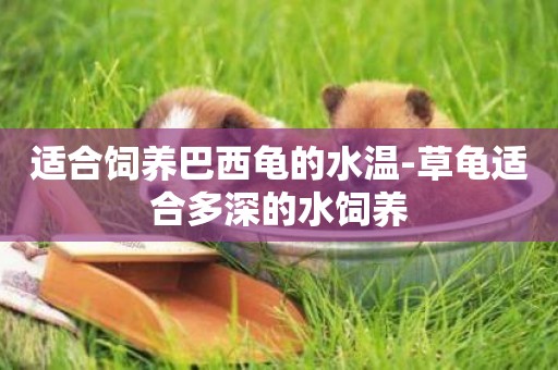 適合飼養巴西龜的水溫-草龜適合多深的水飼養