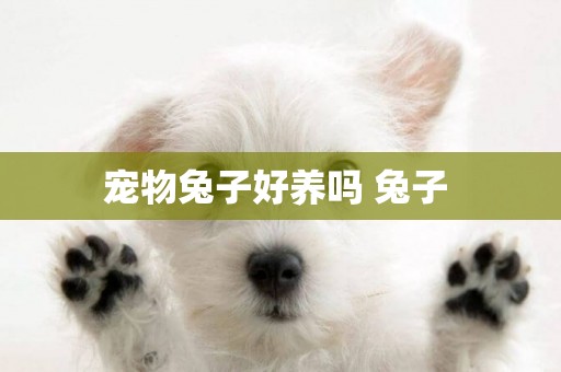 寵物兔子好養嗎 兔子 
