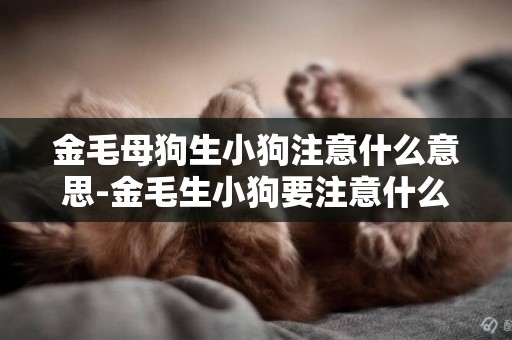 金毛母狗生小狗注意什么意思-金毛生小狗要注意什么