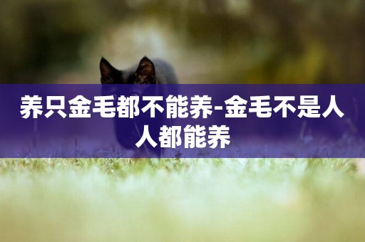養只金毛都不能養-金毛不是人人都能養
