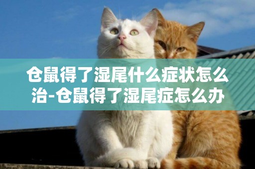 倉鼠得了濕尾什么癥狀怎么治-倉鼠得了濕尾癥怎么辦