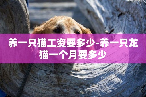 養一只貓工資要多少-養一只龍貓一個月要多少