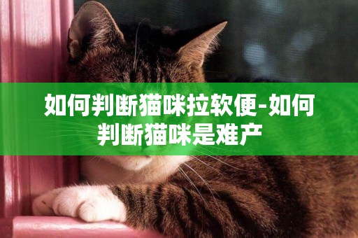 如何判斷貓咪拉軟便-如何判斷貓咪是難產