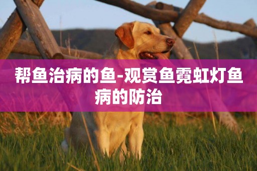 幫魚治病的魚-觀賞魚霓虹燈魚病的防治