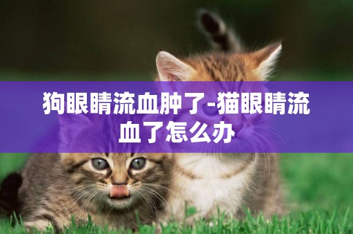 狗眼睛流血腫了-貓眼睛流血了怎么辦