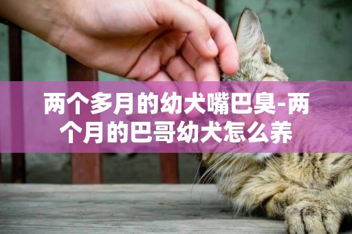 兩個多月的幼犬嘴巴臭-兩個月的巴哥幼犬怎么養