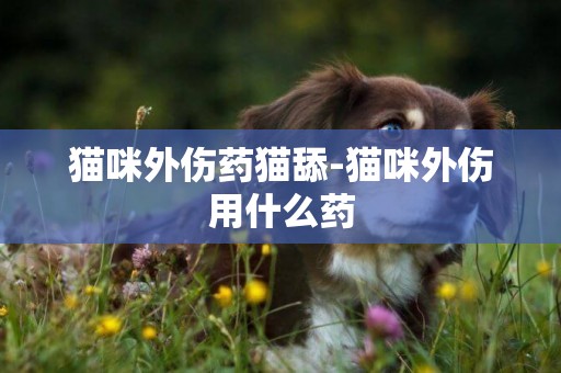 貓咪外傷藥貓舔-貓咪外傷用什么藥