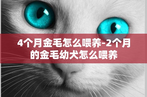 4個月金毛怎么喂養-2個月的金毛幼犬怎么喂養