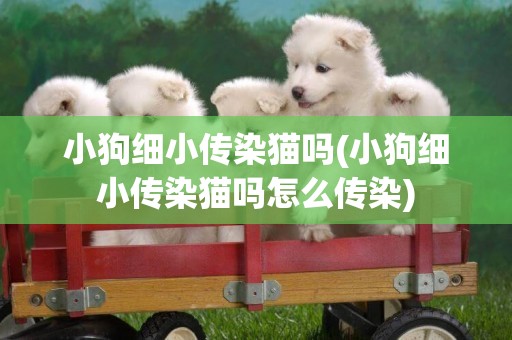 小狗細小傳染貓嗎(小狗細小傳染貓嗎怎么傳染)