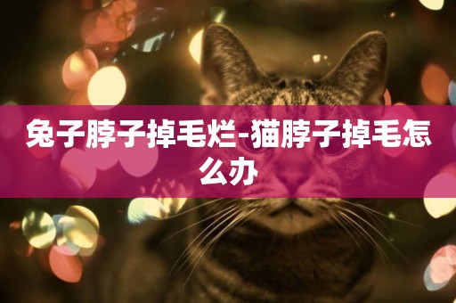 兔子脖子掉毛爛-貓脖子掉毛怎么辦