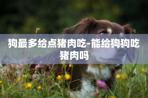 狗最多給點豬肉吃-能給狗狗吃豬肉嗎