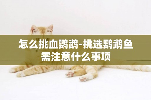 怎么挑血鸚鵡-挑選鸚鵡魚需注意什么事項