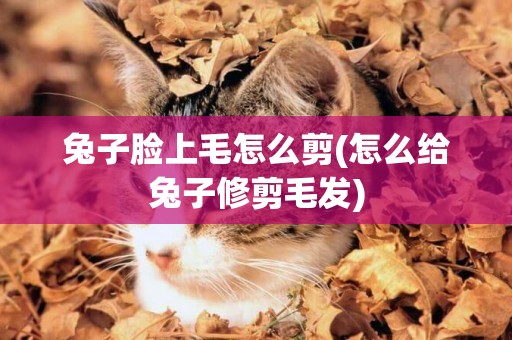 兔子臉上毛怎么剪(怎么給兔子修剪毛發)