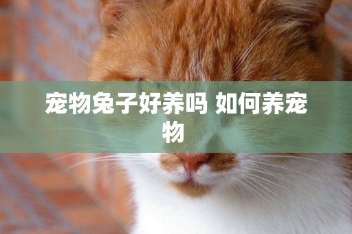 寵物兔子好養嗎 如何養寵物 
