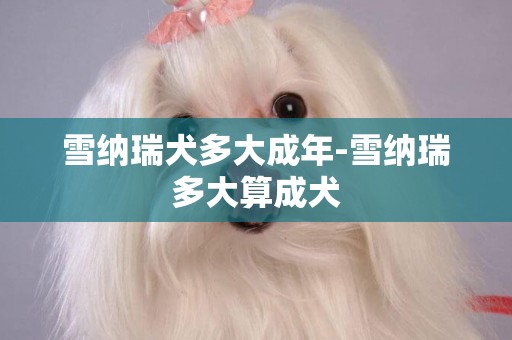 雪納瑞犬多大成年-雪納瑞多大算成犬