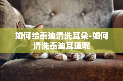如何給泰迪清洗耳朵-如何清洗泰迪耳道呢