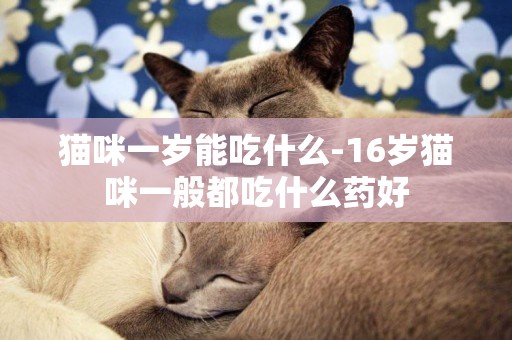 貓咪一歲能吃什么-16歲貓咪一般都吃什么藥好