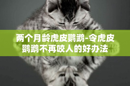 兩個月齡虎皮鸚鵡-令虎皮鸚鵡不再咬人的好辦法