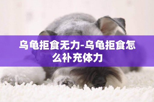 烏龜拒食無力-烏龜拒食怎么補充體力