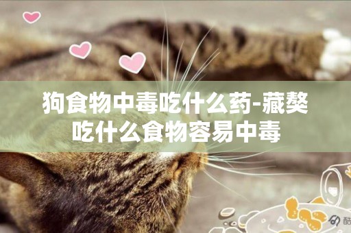 狗食物中毒吃什么藥-藏獒吃什么食物容易中毒