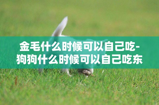 金毛什么時候可以自己吃-狗狗什么時候可以自己吃東西