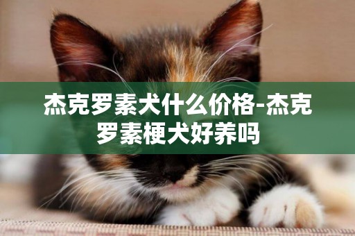 杰克羅素犬什么價格-杰克羅素梗犬好養嗎