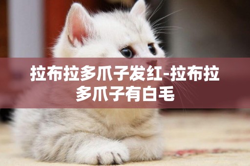 拉布拉多爪子發紅-拉布拉多爪子有白毛