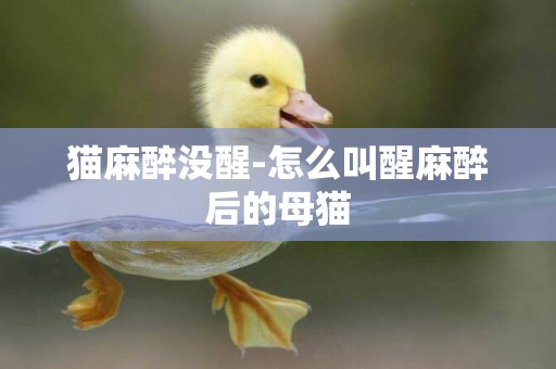 貓麻醉沒醒-怎么叫醒麻醉后的母貓