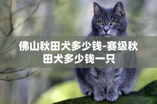 佛山秋田犬多少錢-賽級秋田犬多少錢一只