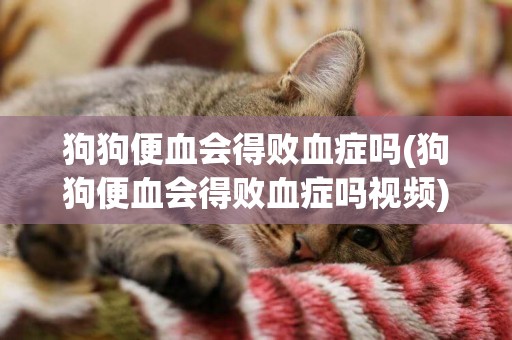 狗狗便血會得敗血癥嗎(狗狗便血會得敗血癥嗎視頻)