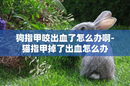 狗指甲咬出血了怎么辦啊-貓指甲掉了出血怎么辦