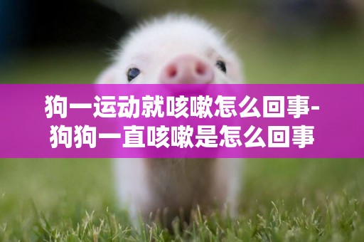 狗一運動就咳嗽怎么回事-狗狗一直咳嗽是怎么回事