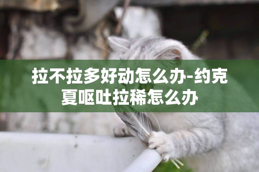 拉不拉多好動怎么辦-約克夏嘔吐拉稀怎么辦