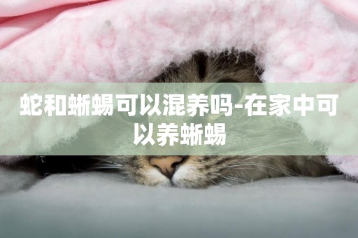 蛇和蜥蜴可以混養嗎-在家中可以養蜥蜴