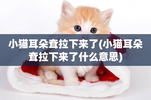 小貓耳朵耷拉下來了(小貓耳朵耷拉下來了什么意思)