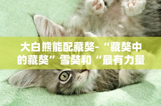 大白熊能配藏獒-“藏獒中的藏獒”雪獒和“最有力量的犬種”大白熊犬如何一眼區分