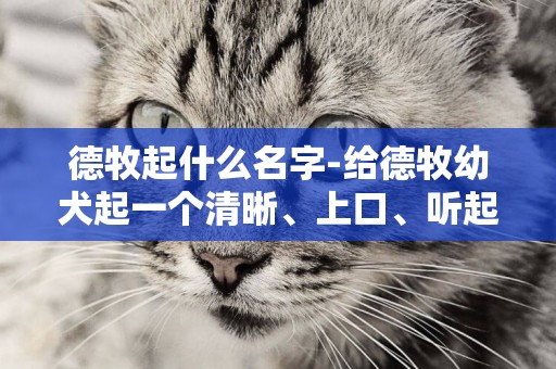 德牧起什么名字-給德牧幼犬起一個清晰、上口、聽起來悅耳的名字