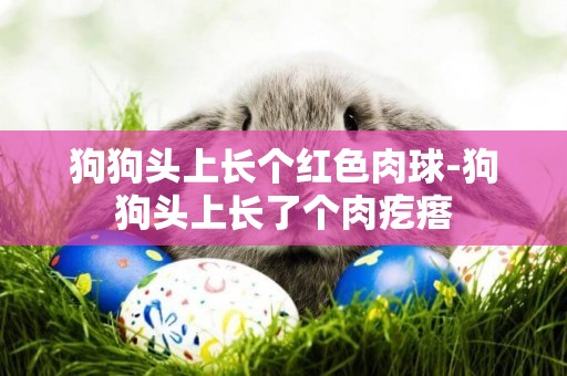 狗狗頭上長個紅色肉球-狗狗頭上長了個肉疙瘩
