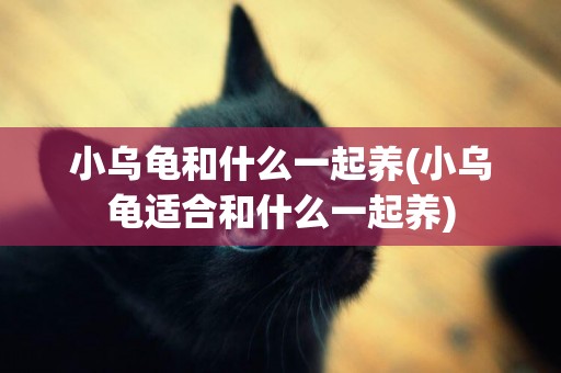 小烏龜和什么一起養(小烏龜適合和什么一起養)