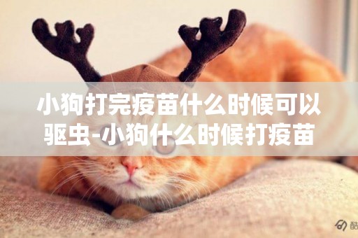 小狗打完疫苗什么時候可以驅蟲-小狗什么時候打疫苗