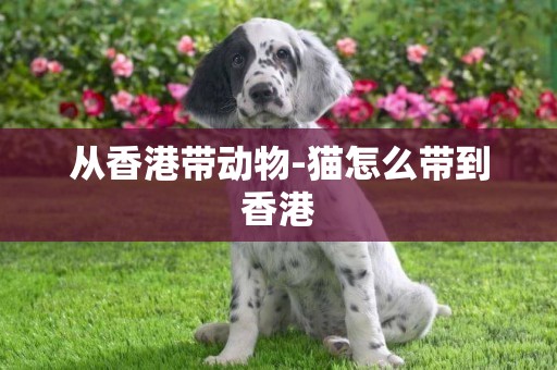 從香港帶動物-貓怎么帶到香港
