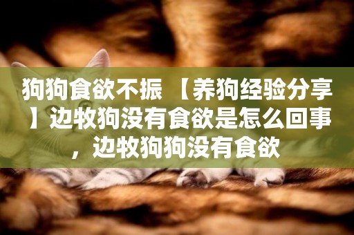 狗狗食欲不振 【養狗經驗分享】邊牧狗沒有食欲是怎么回事，邊牧狗狗沒有食欲 